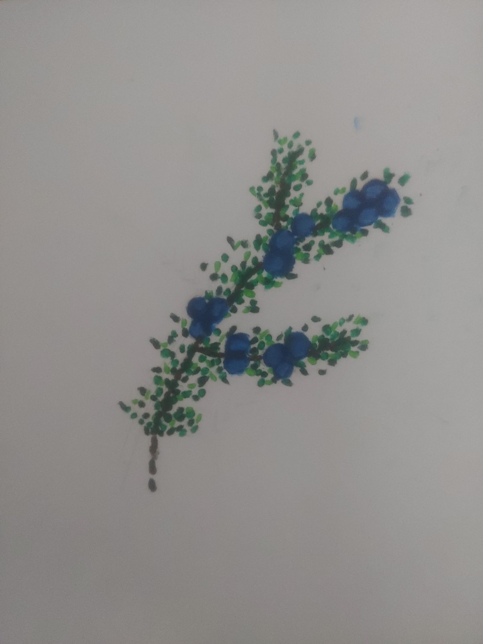 A close up of a juniper plant that is made using paint dots. The photo has green dots for the leaves and large blue dots for the juniper berries.